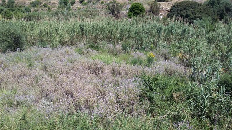 Terreno agricolo C/da Olivazza  - foto 2