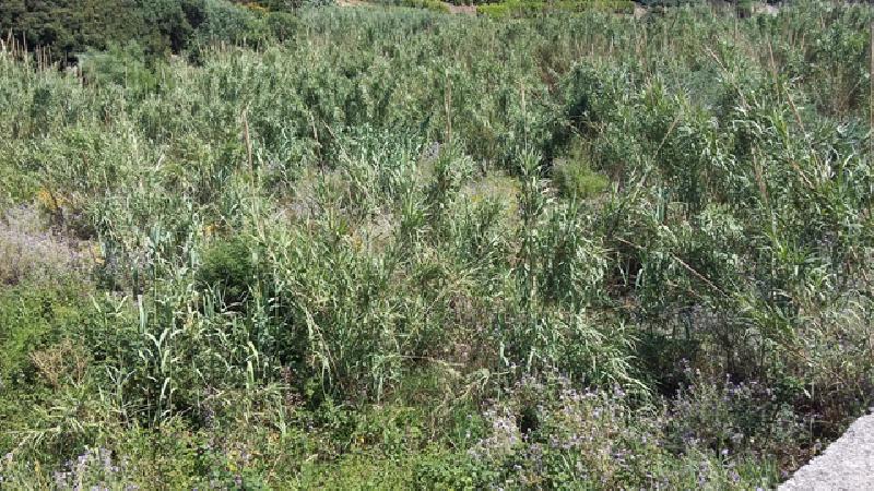 Terreno agricolo C/da Olivazza  - foto 3