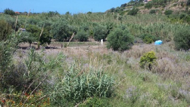 Terreno agricolo C/da Olivazza, Campofelice di Roccella