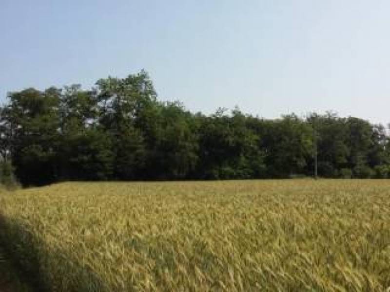 Terreno agricolo via celana vecchia  - foto 3