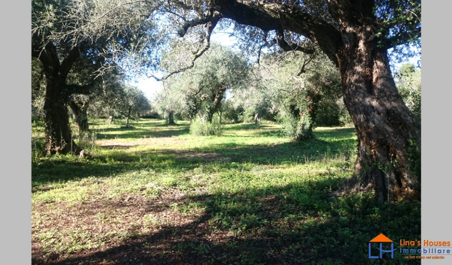 Terreno edificabile  - foto 3