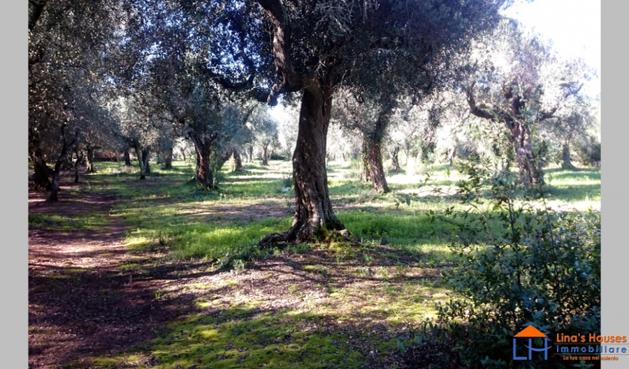 Terreno edificabile  - foto 5