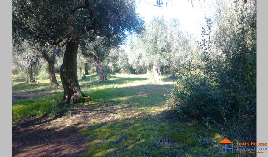 Terreno edificabile  - foto 7