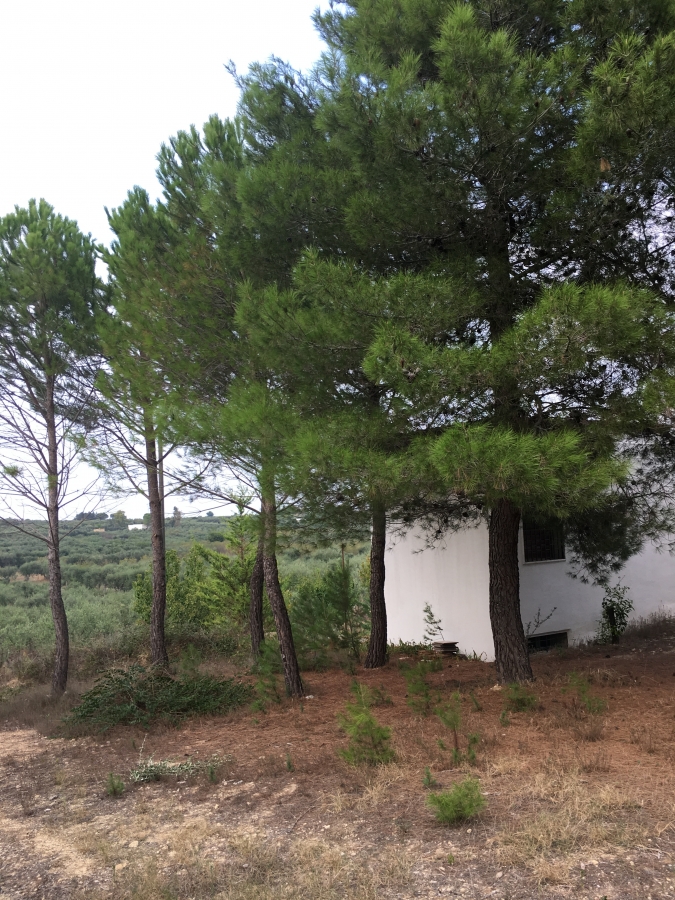 Villa s.p. terlizzi-mariotto  - foto 6