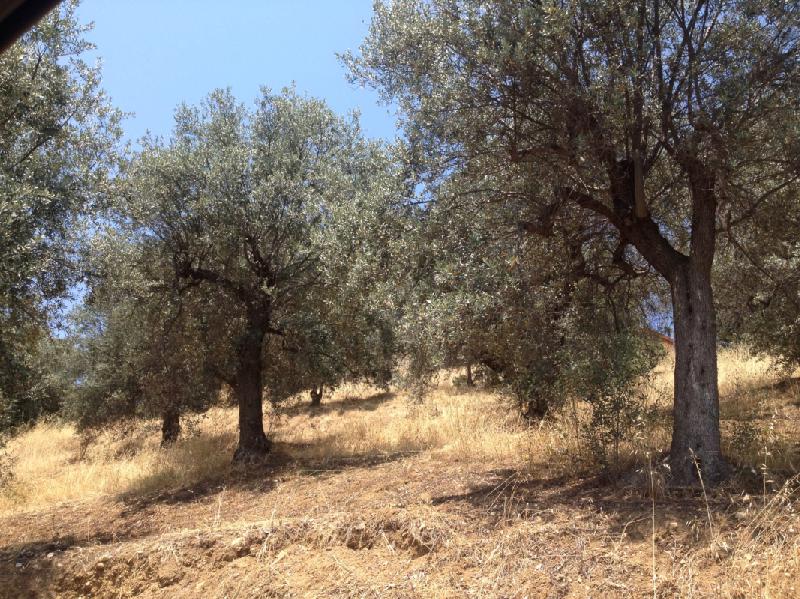 Terreno edificabile Cozzo Giardino  - foto 2