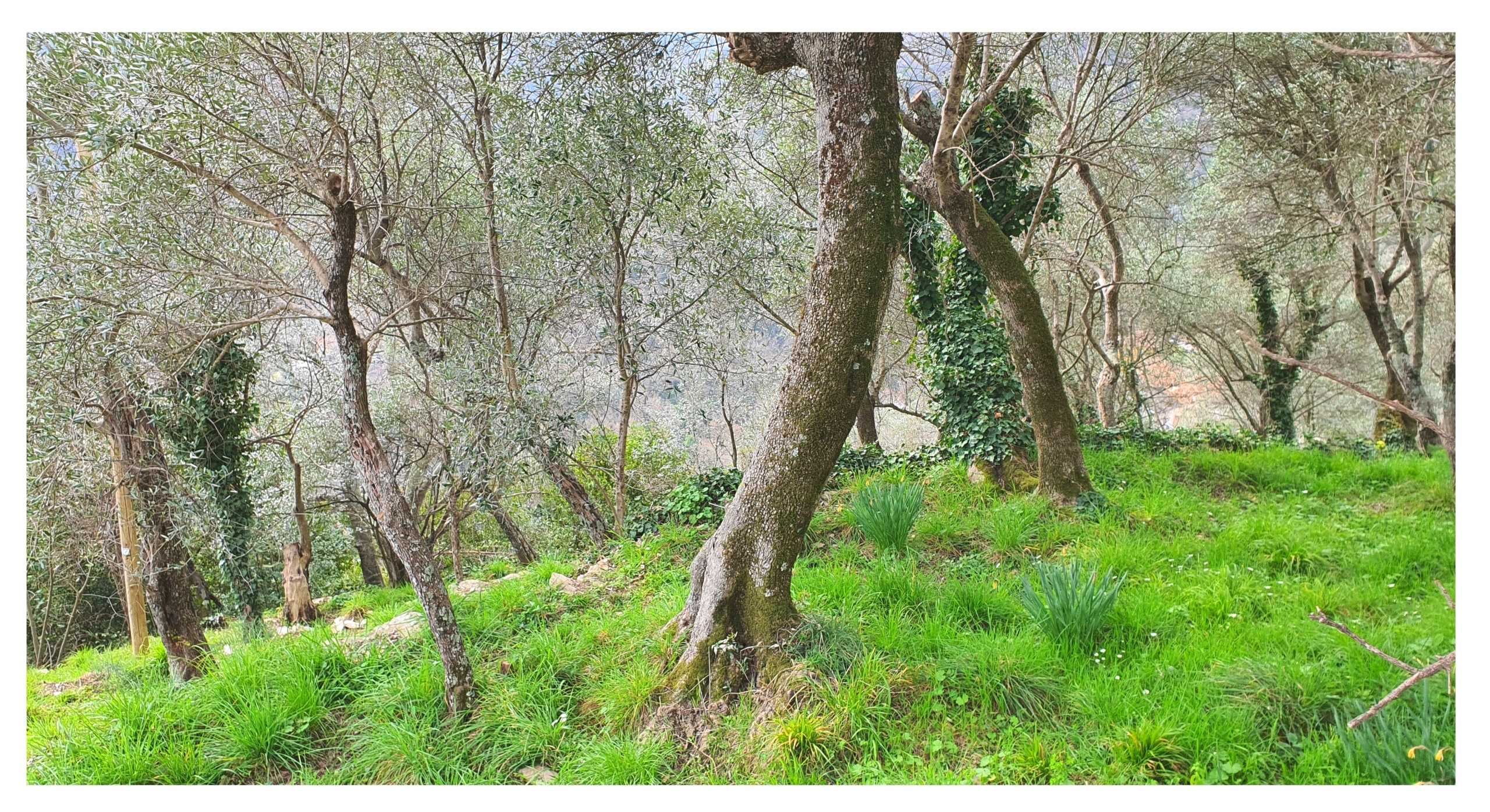 immagine annuncio 5 di 8
