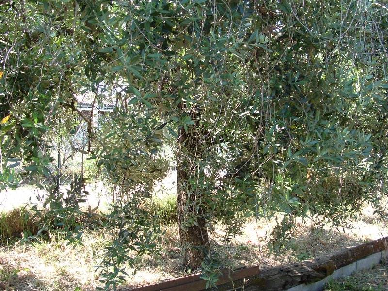 immagine annuncio 3 di 6