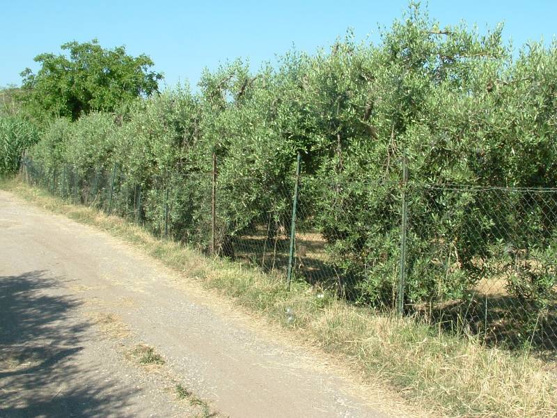 immagine annuncio 5 di 6