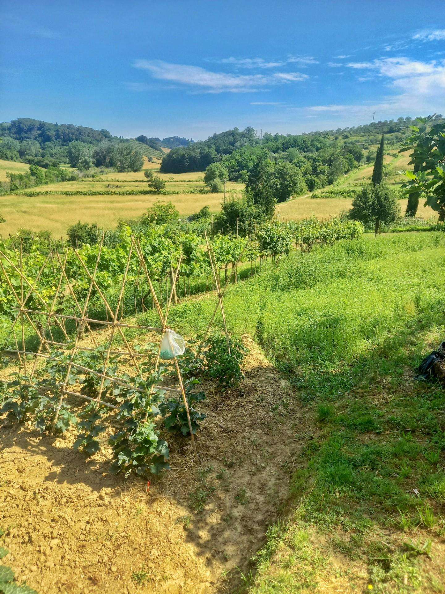 Terreno agricolo Via del Vallone,  20, Castelfiorentino