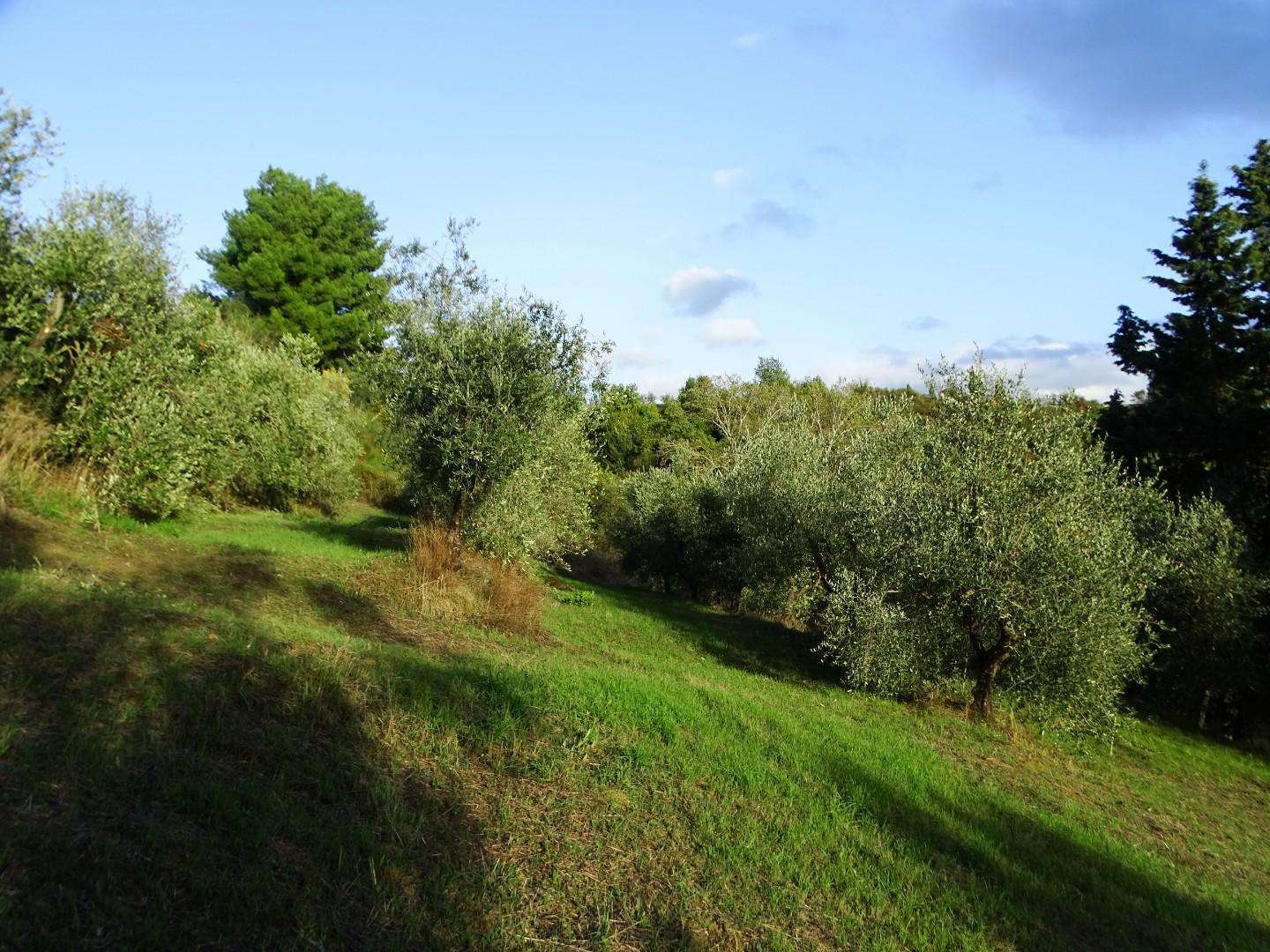 immagine annuncio 3 di 6