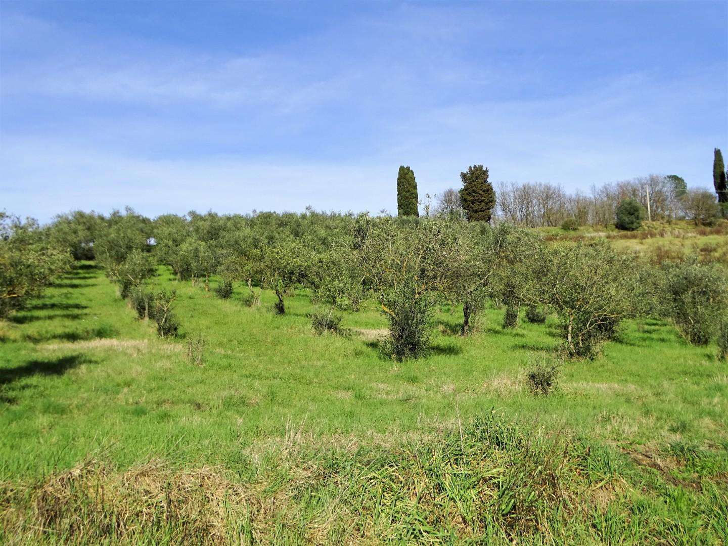 Azienda agricola in Vendita a San Miniato Via Marzana,