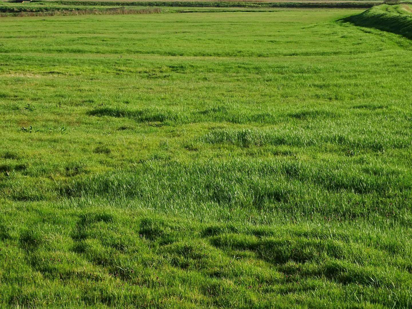 Terreno agricolo, San Miniato