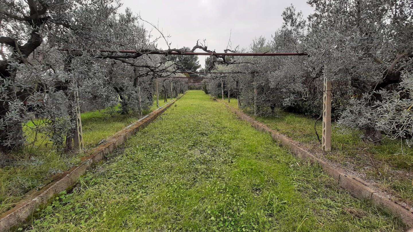 immagine annuncio 3 di 11