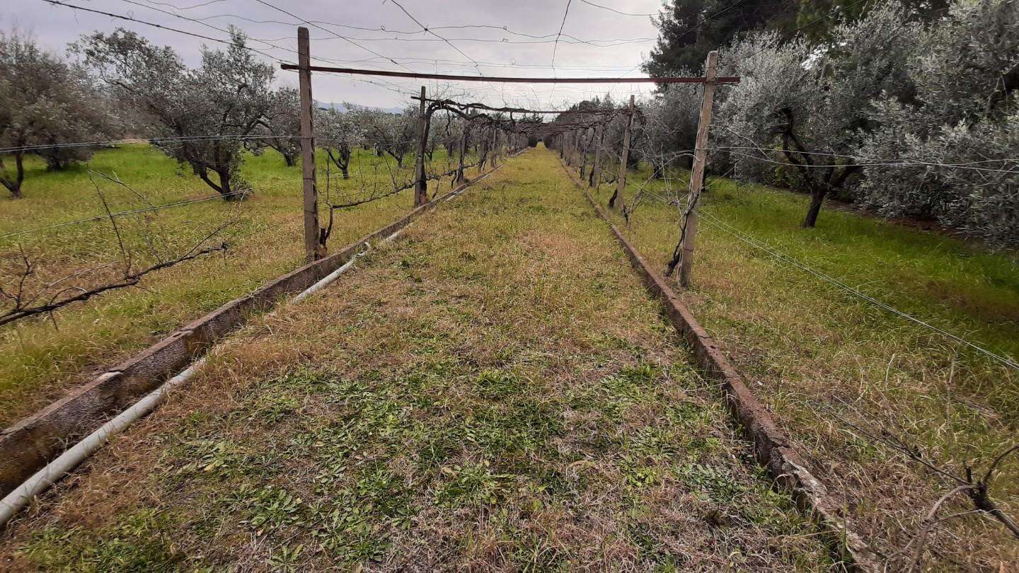 immagine annuncio 4 di 11