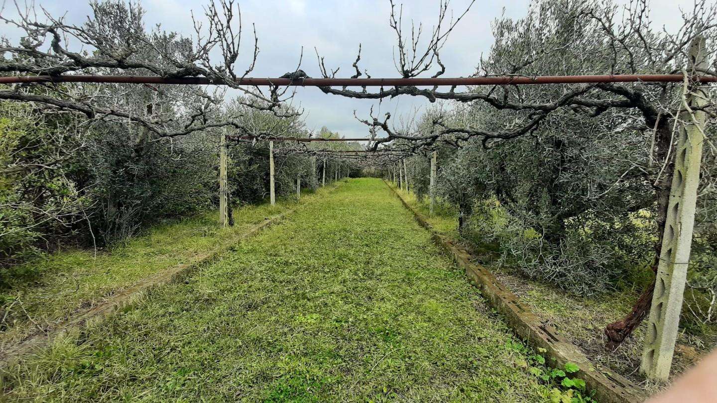 immagine annuncio 8 di 11