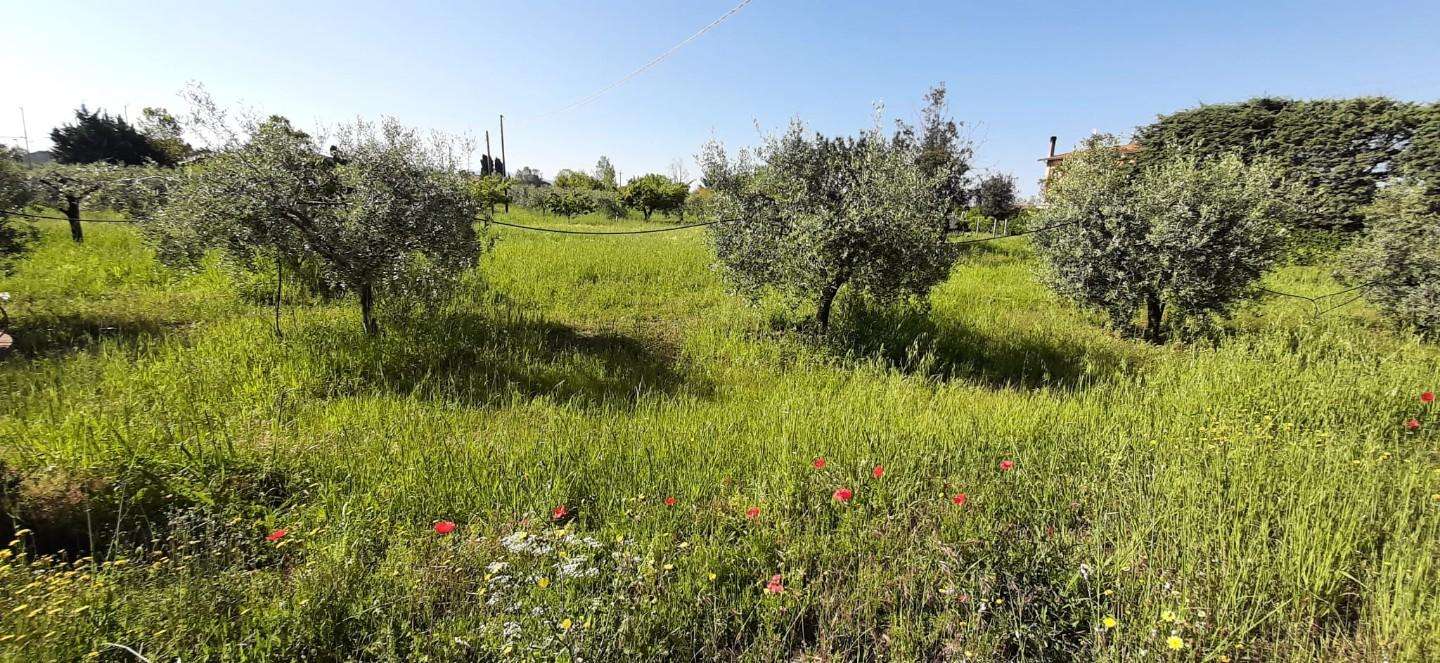 Terreno agricolo in Vendita a Bibbona Bibbona LI,