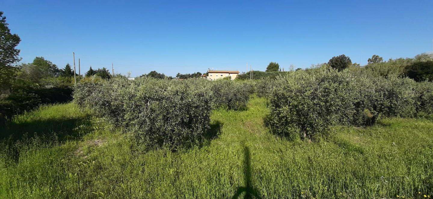 immagine annuncio 4 di 8