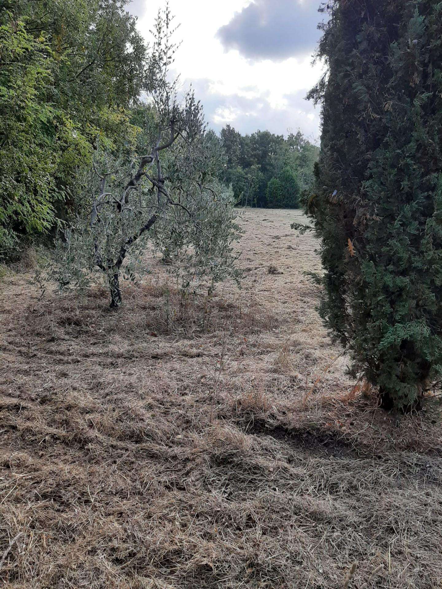 immagine annuncio 7 di 12