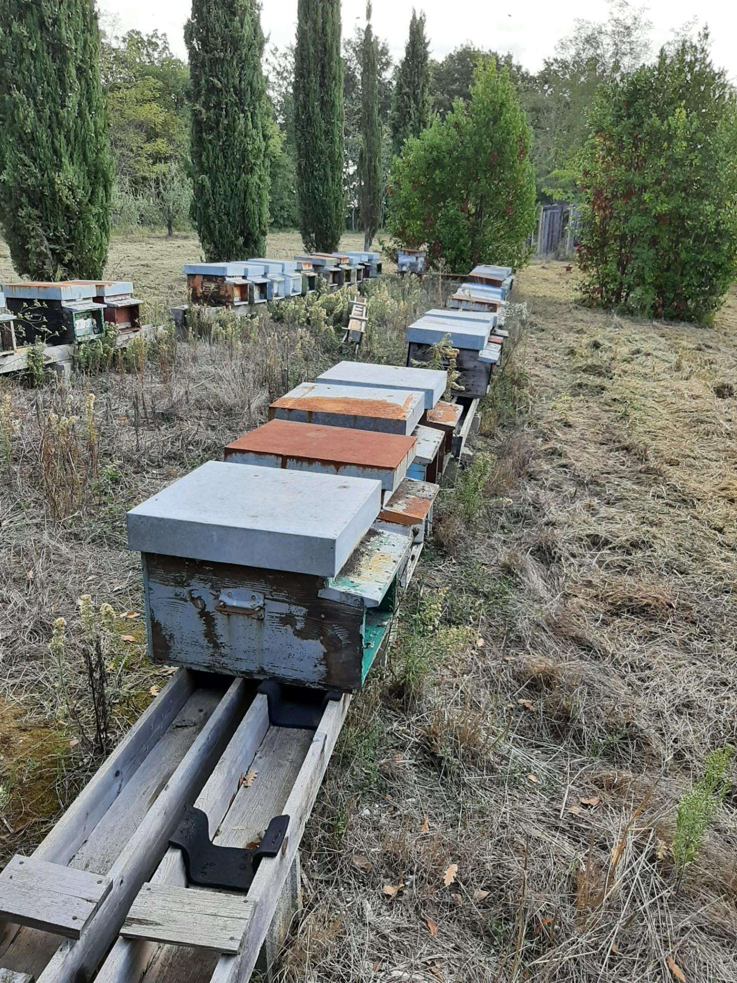 immagine annuncio 10 di 12