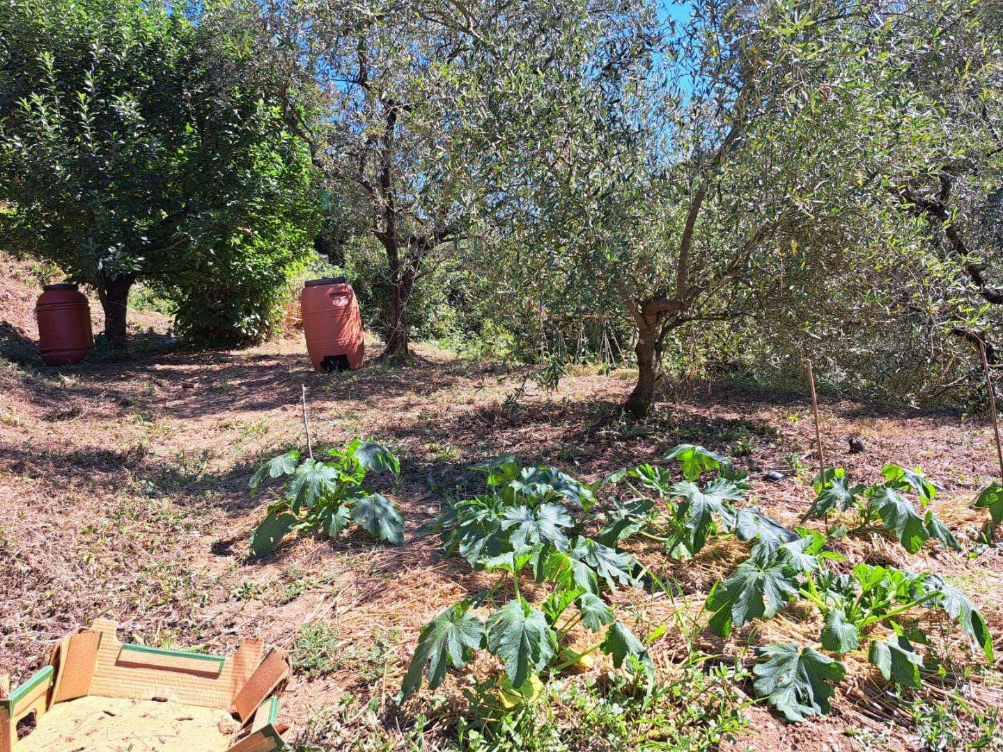 Appartamento in Vendita a Massa Via Petroniano,