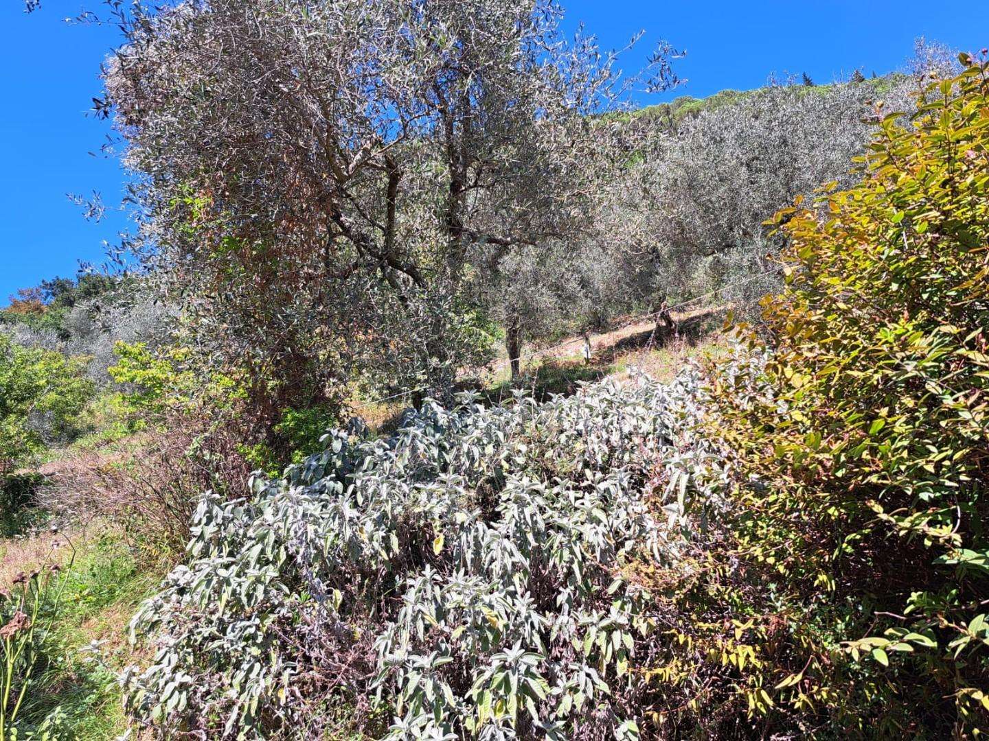 immagine annuncio 11 di 14