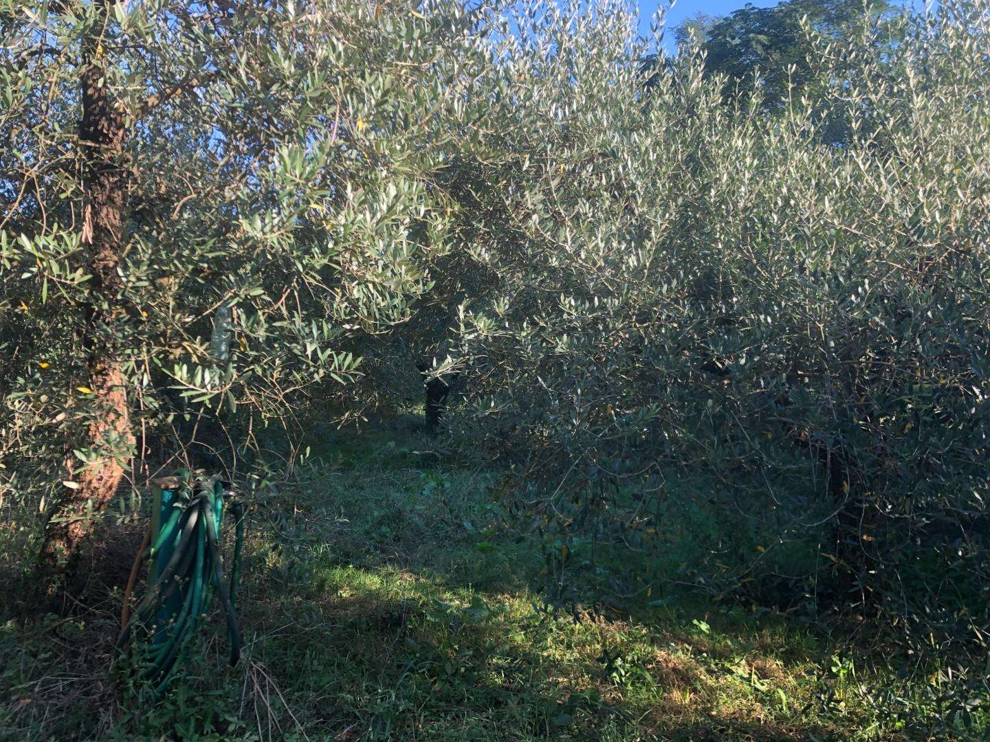immagine annuncio 2 di 11