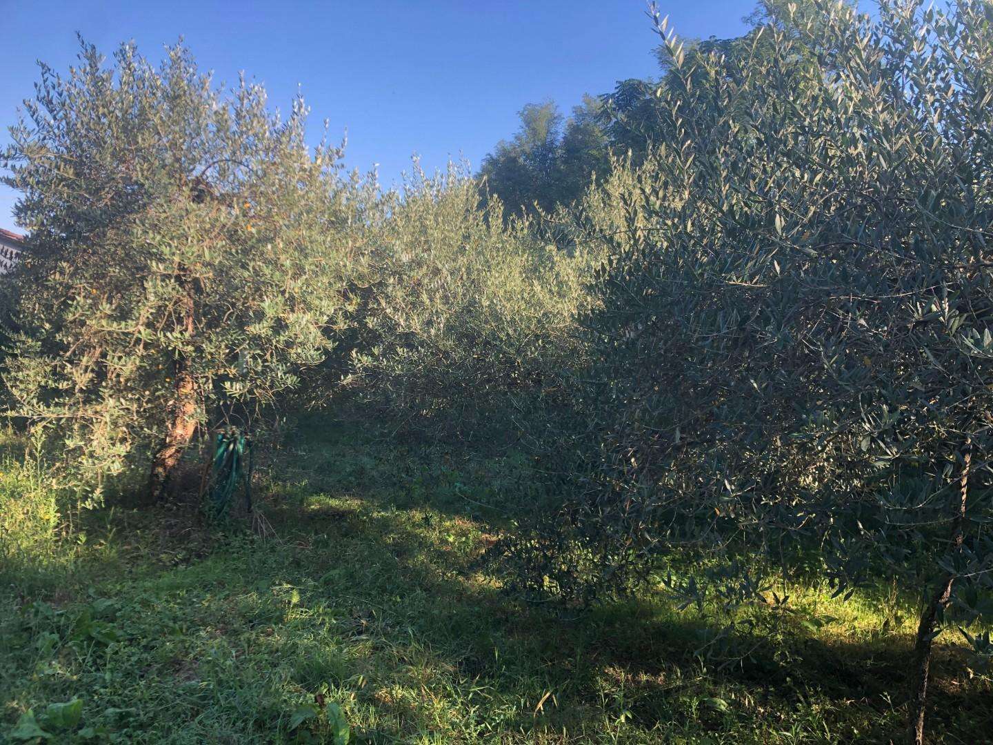 immagine annuncio 5 di 11