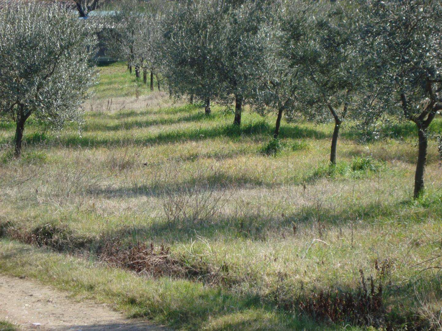immagine annuncio 2 di 11