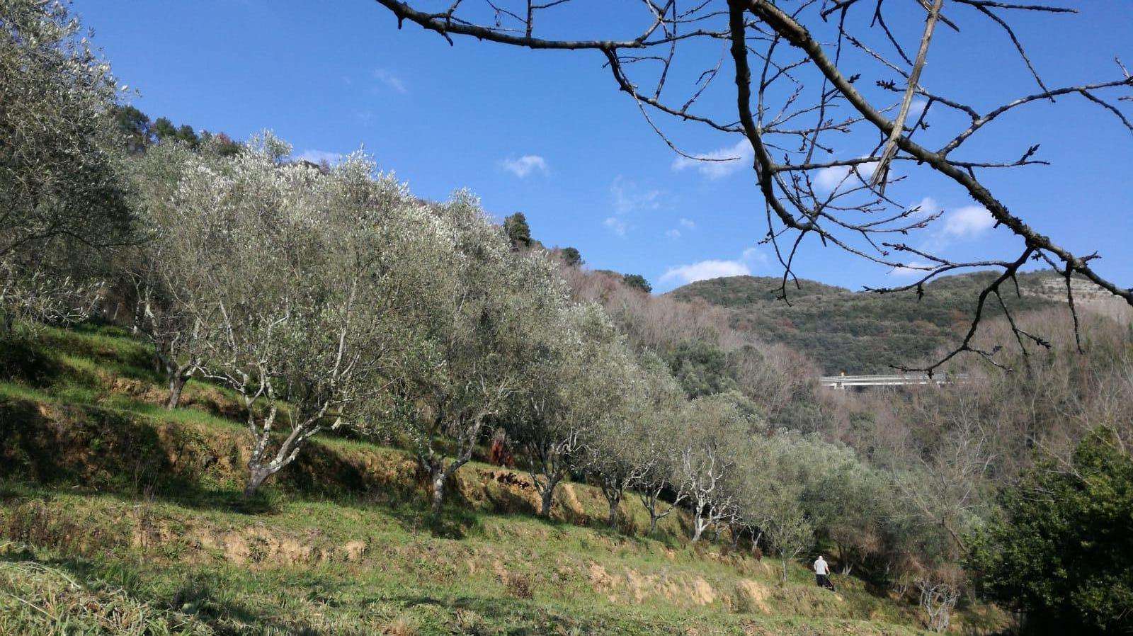 immagine annuncio 7 di 13