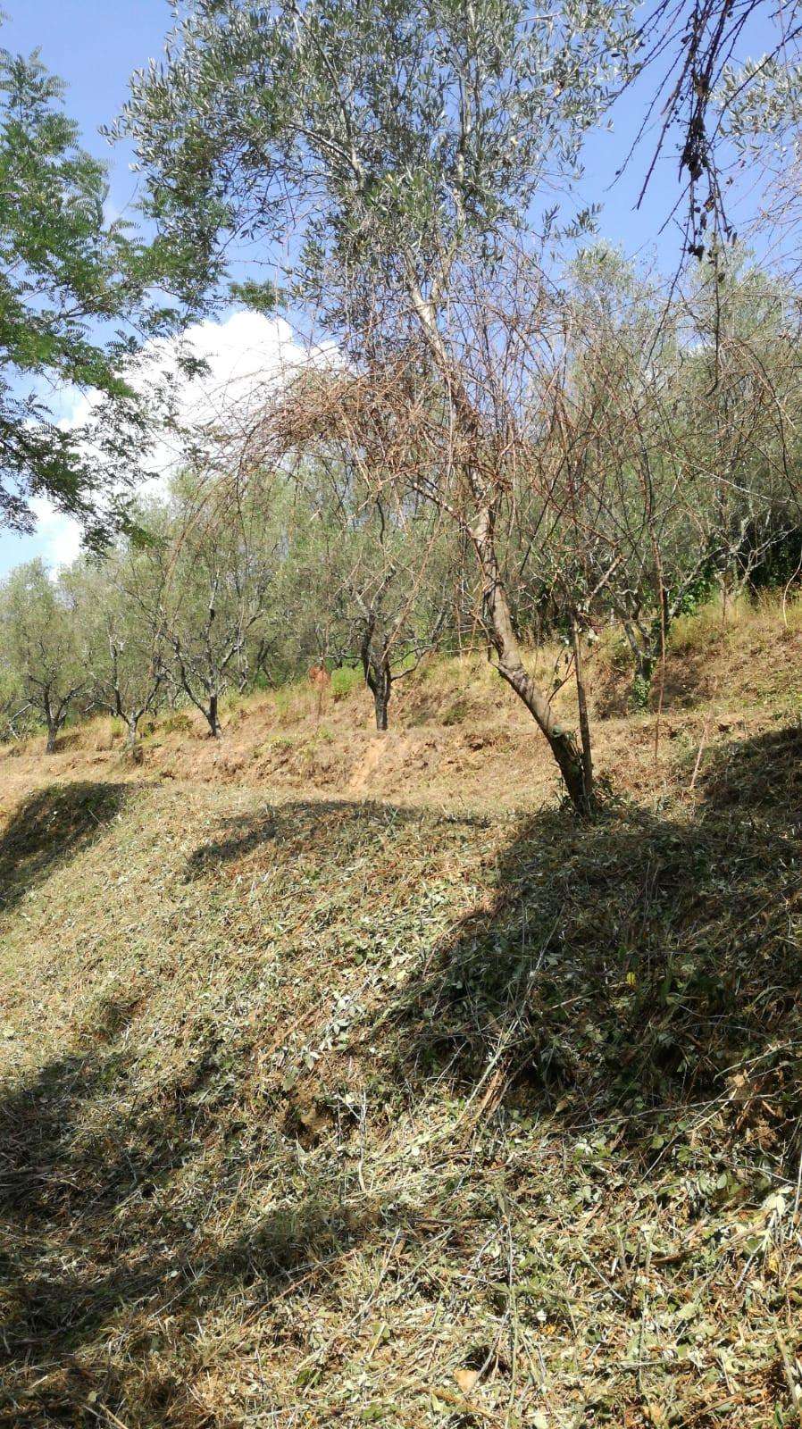 immagine annuncio 9 di 13
