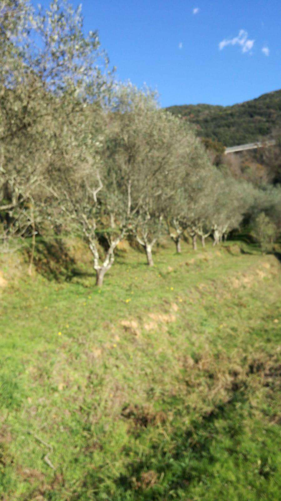 immagine annuncio 12 di 13