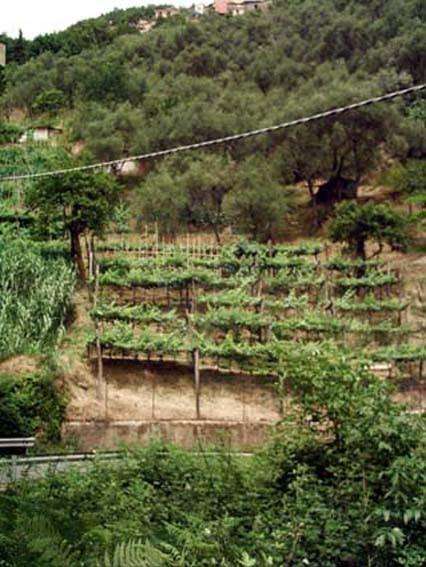 Terreno agricolo in Vendita a Carrara Via Centrale,