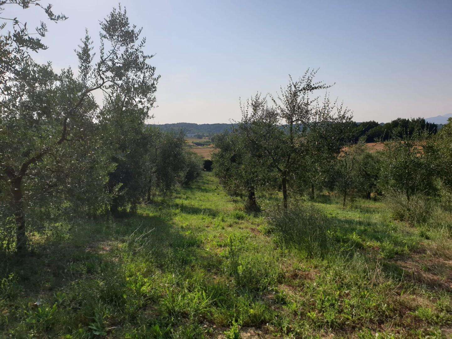 Terreno agricolo in Vendita a Capannoli Pietro Belvedere