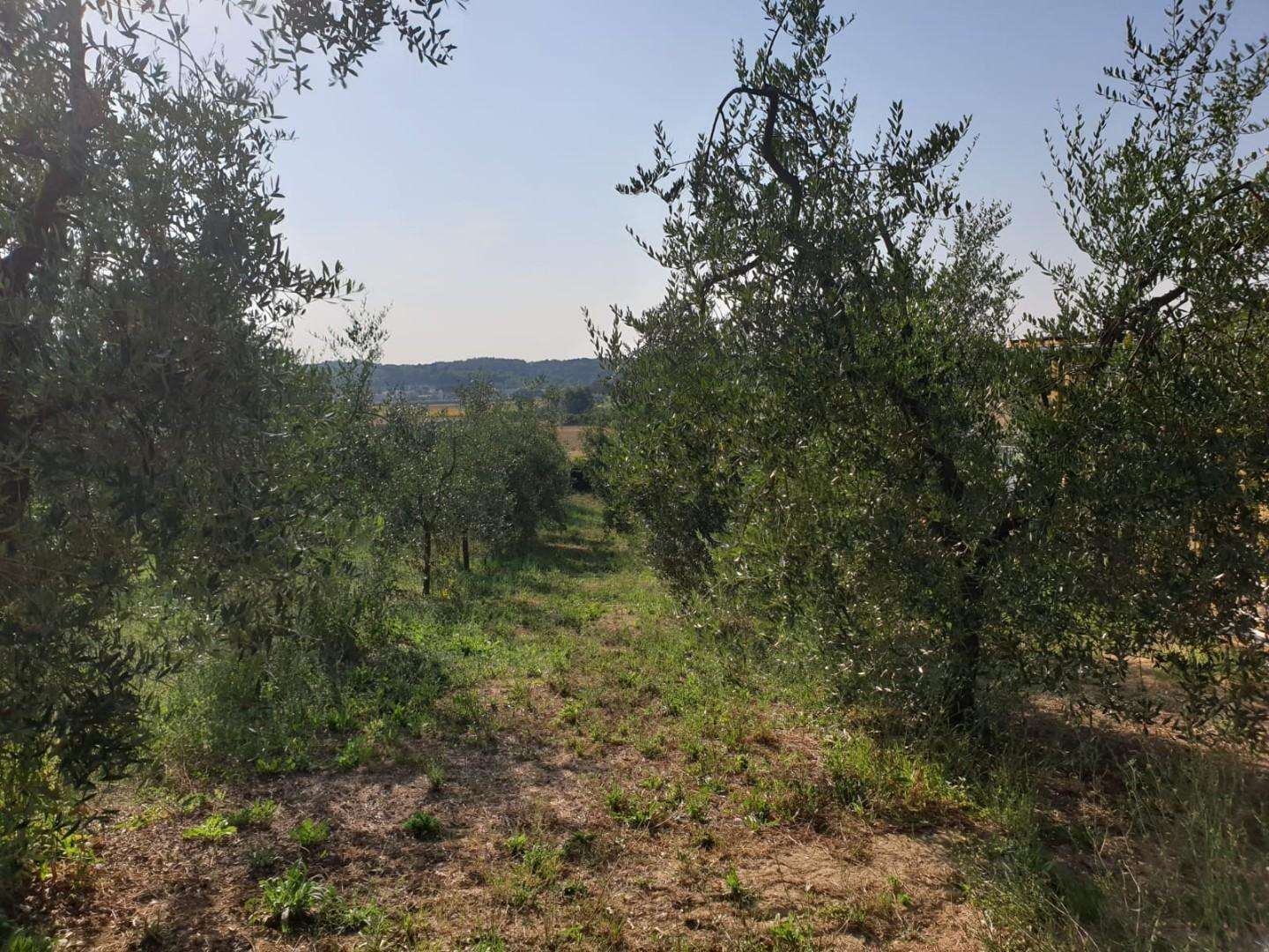 immagine annuncio 2 di 11