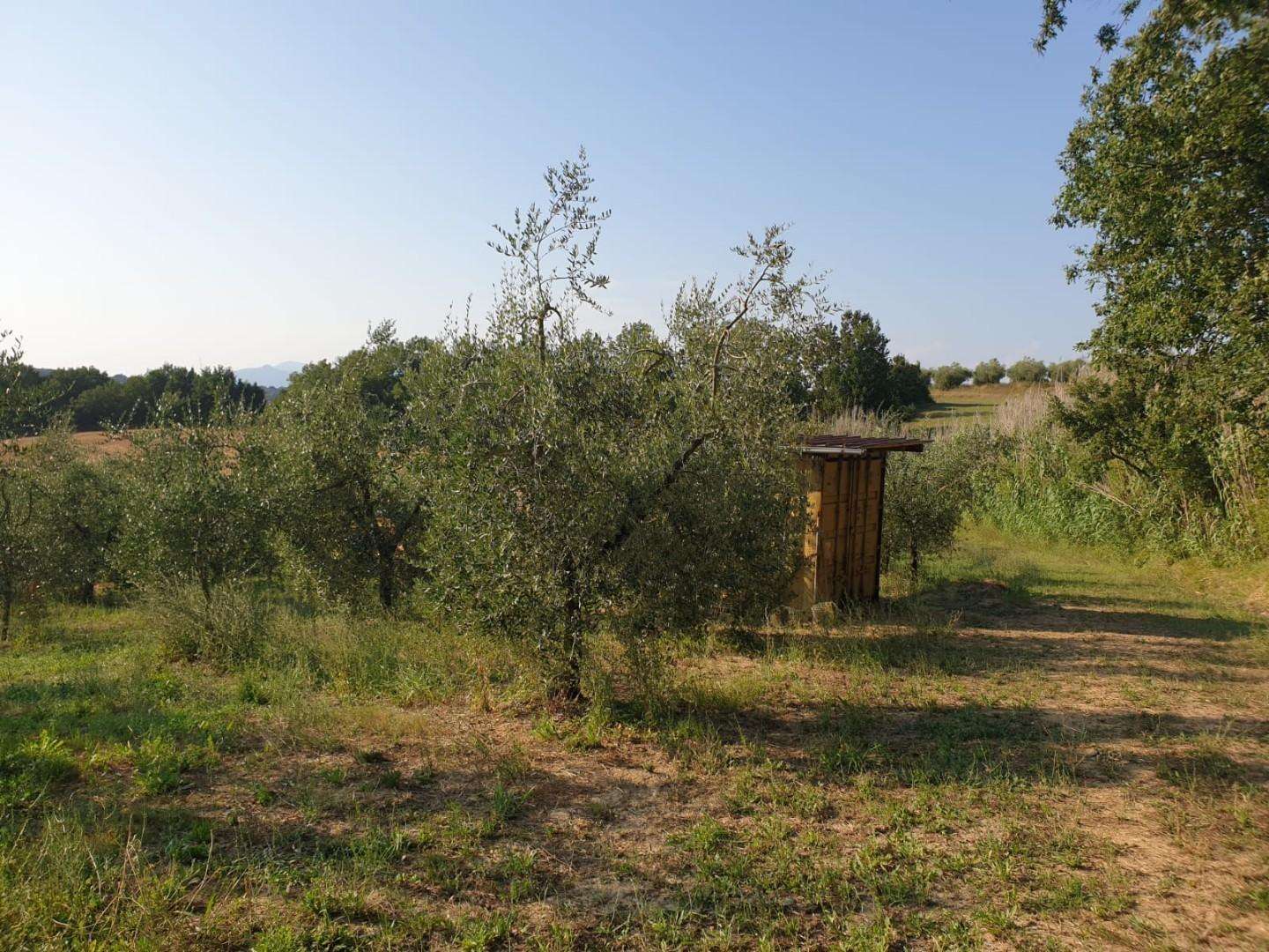 immagine annuncio 4 di 11