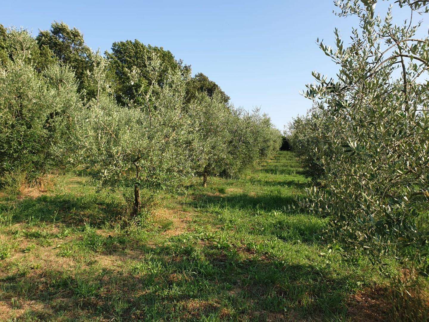 immagine annuncio 5 di 11