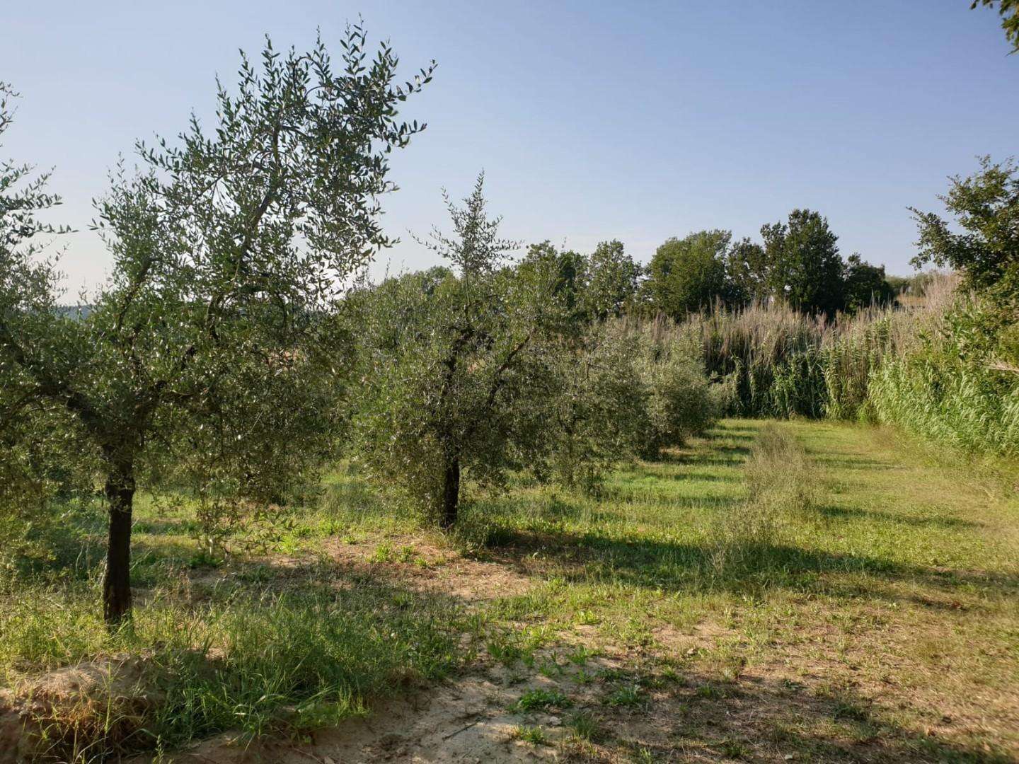 immagine annuncio 6 di 11