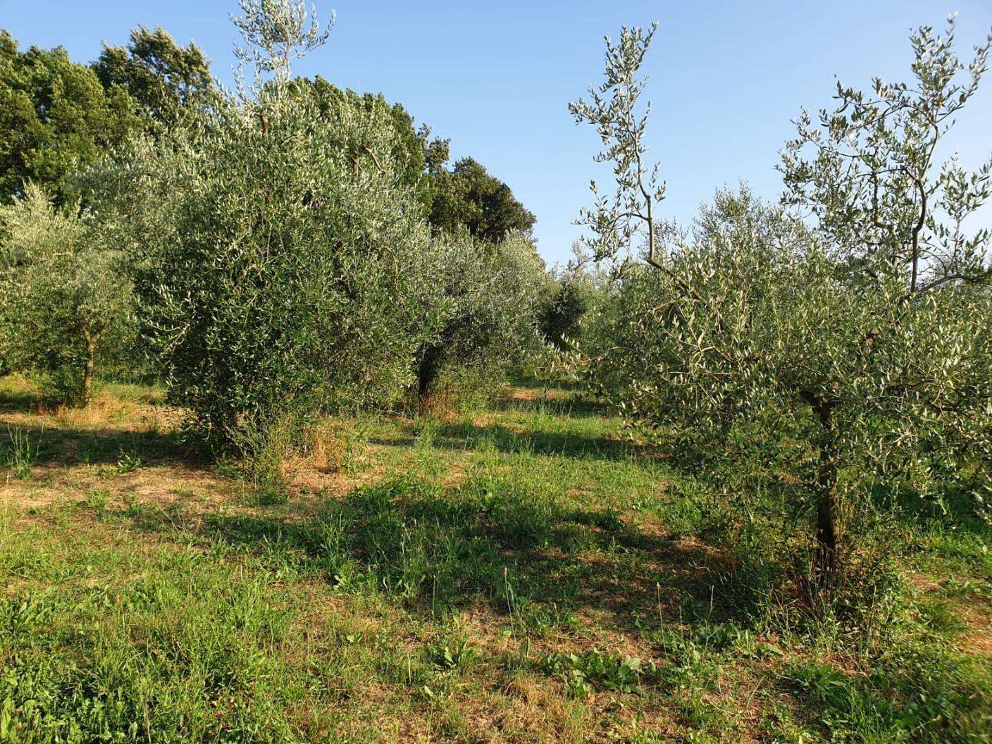 immagine annuncio 7 di 11