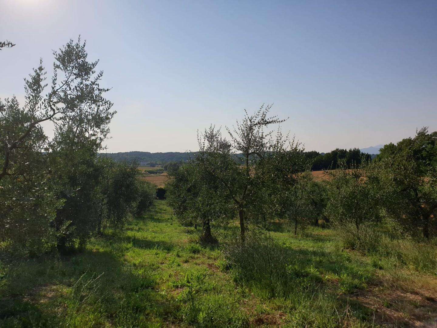 immagine annuncio 8 di 11