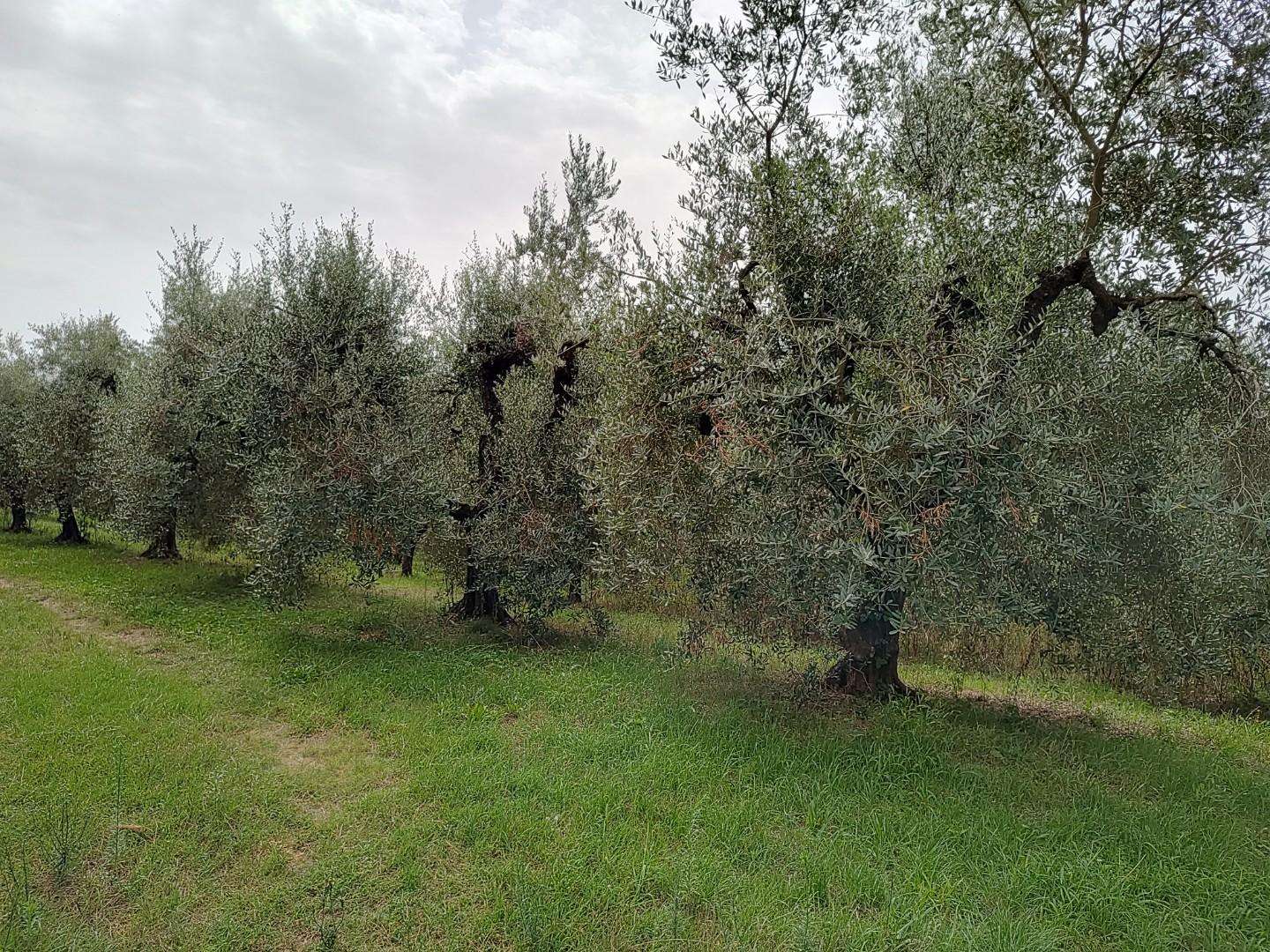 immagine annuncio 3 di 7