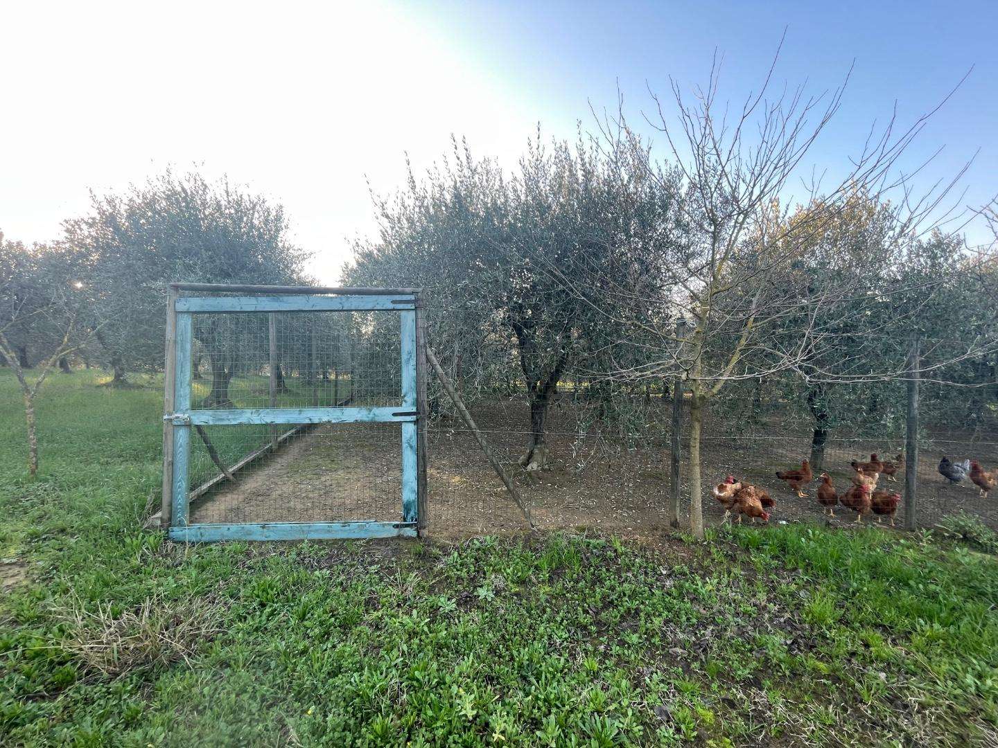 immagine annuncio 6 di 9
