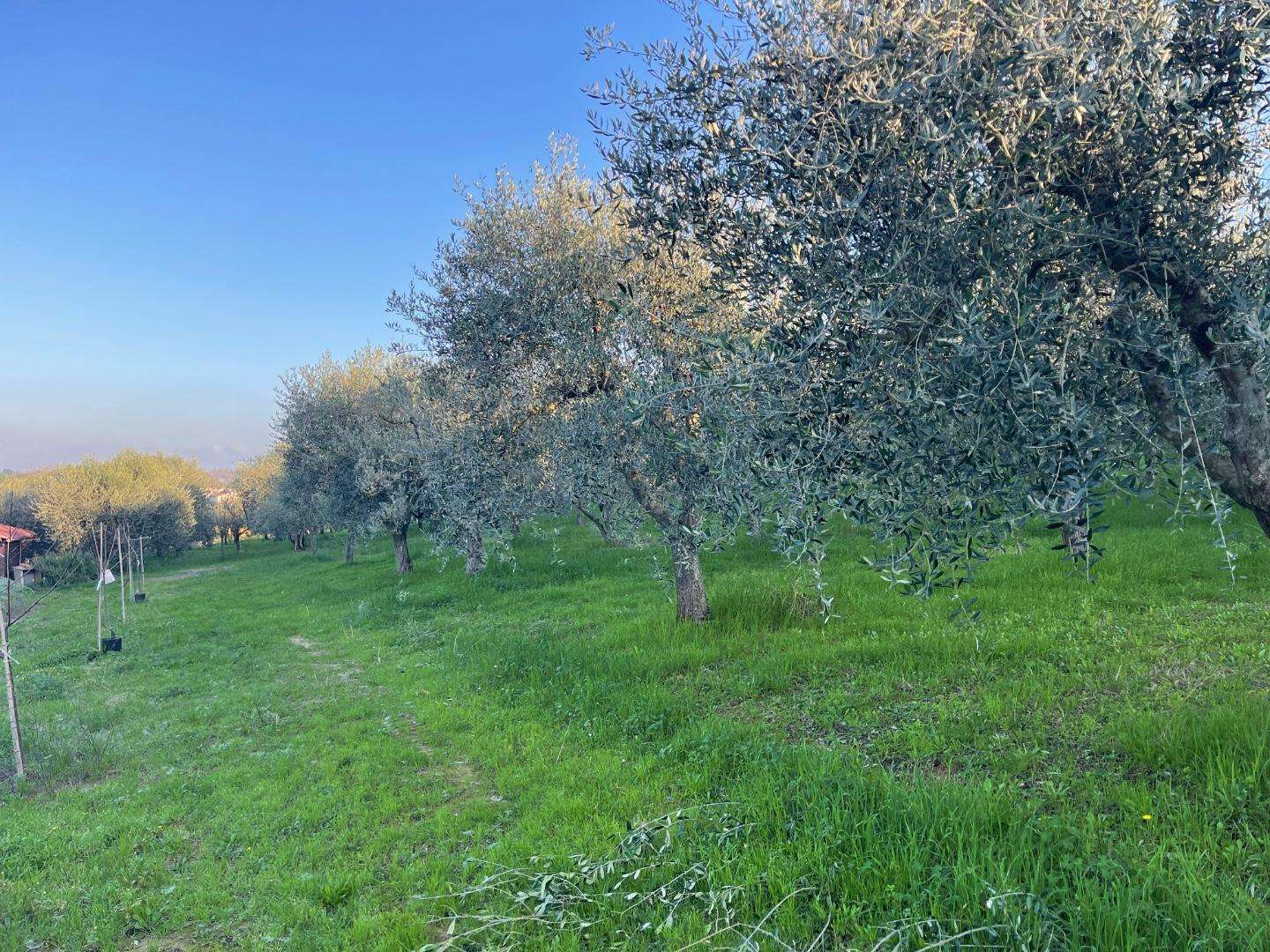 immagine annuncio 7 di 9
