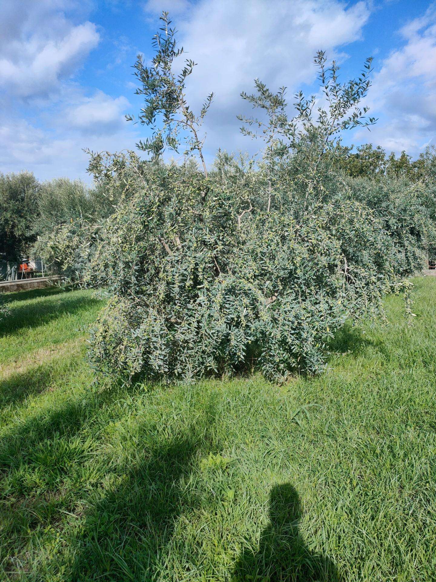 immagine annuncio 8 di 11