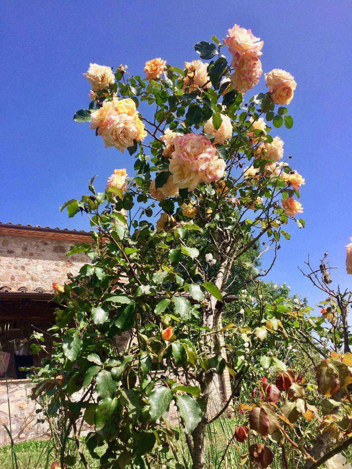  - foto 51