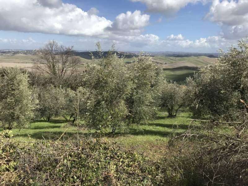 Terreno agricolo, Chianni