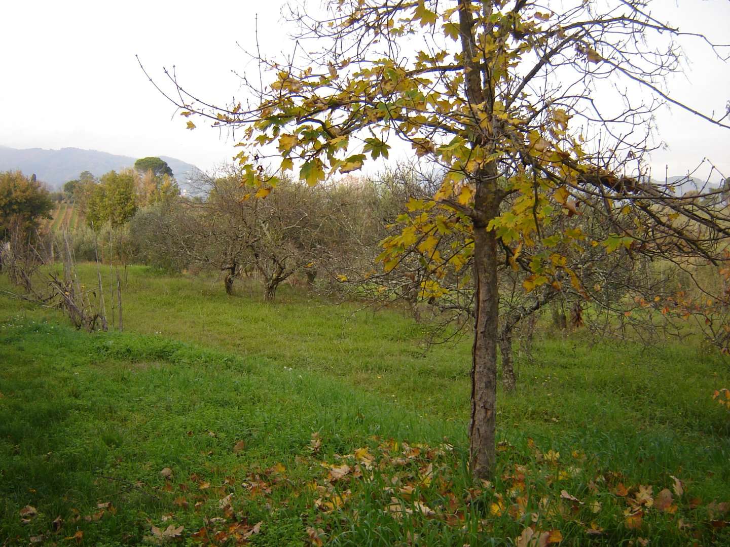 immagine annuncio 6 di 11
