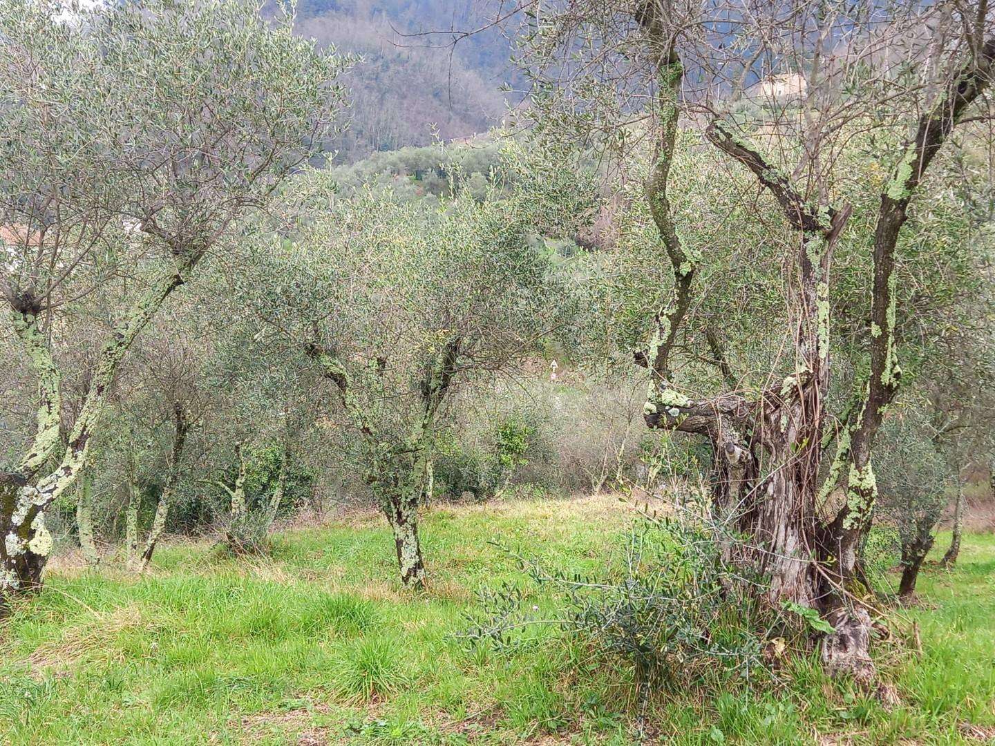 immagine annuncio 7 di 12