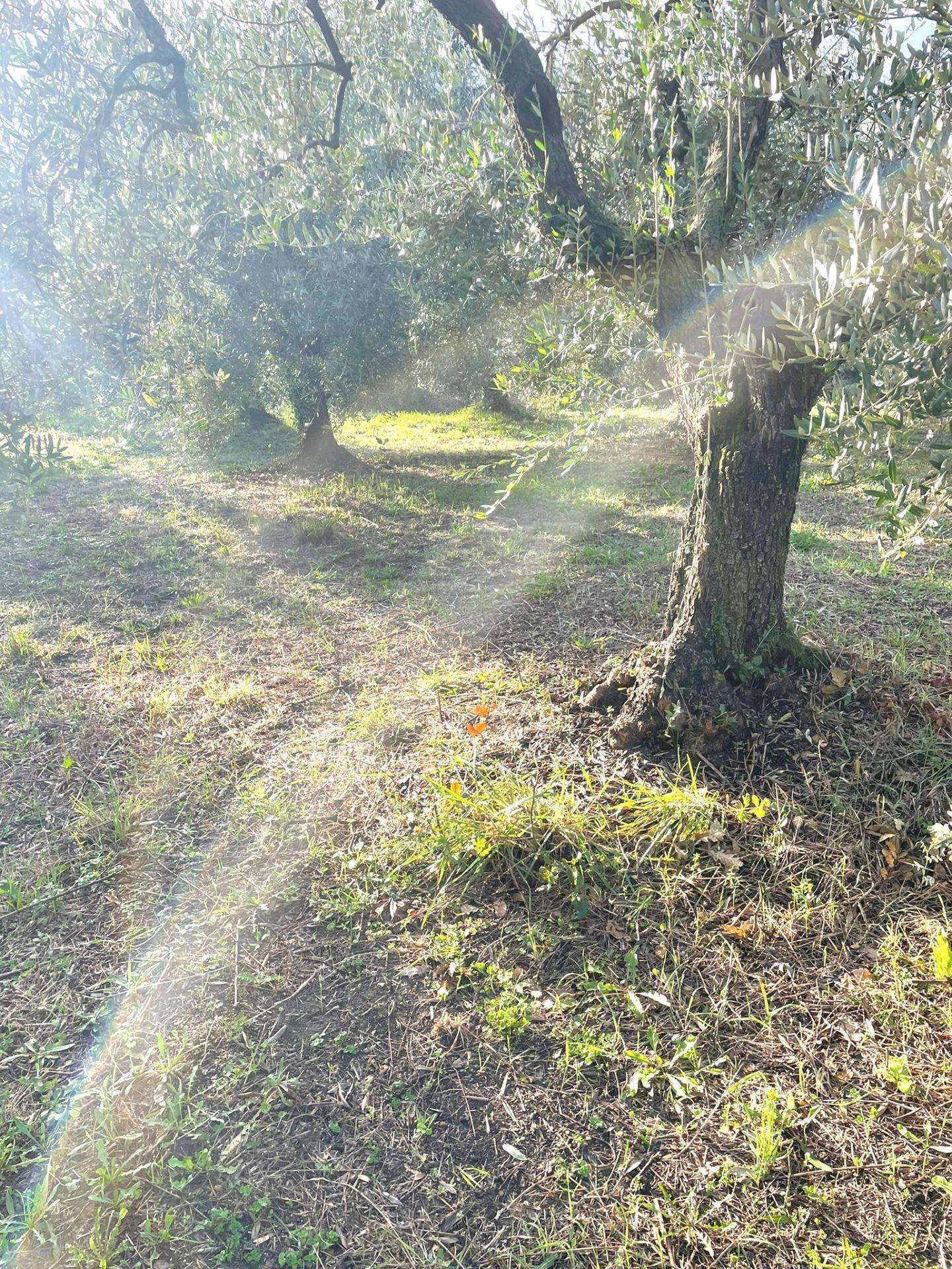 immagine annuncio 4 di 6