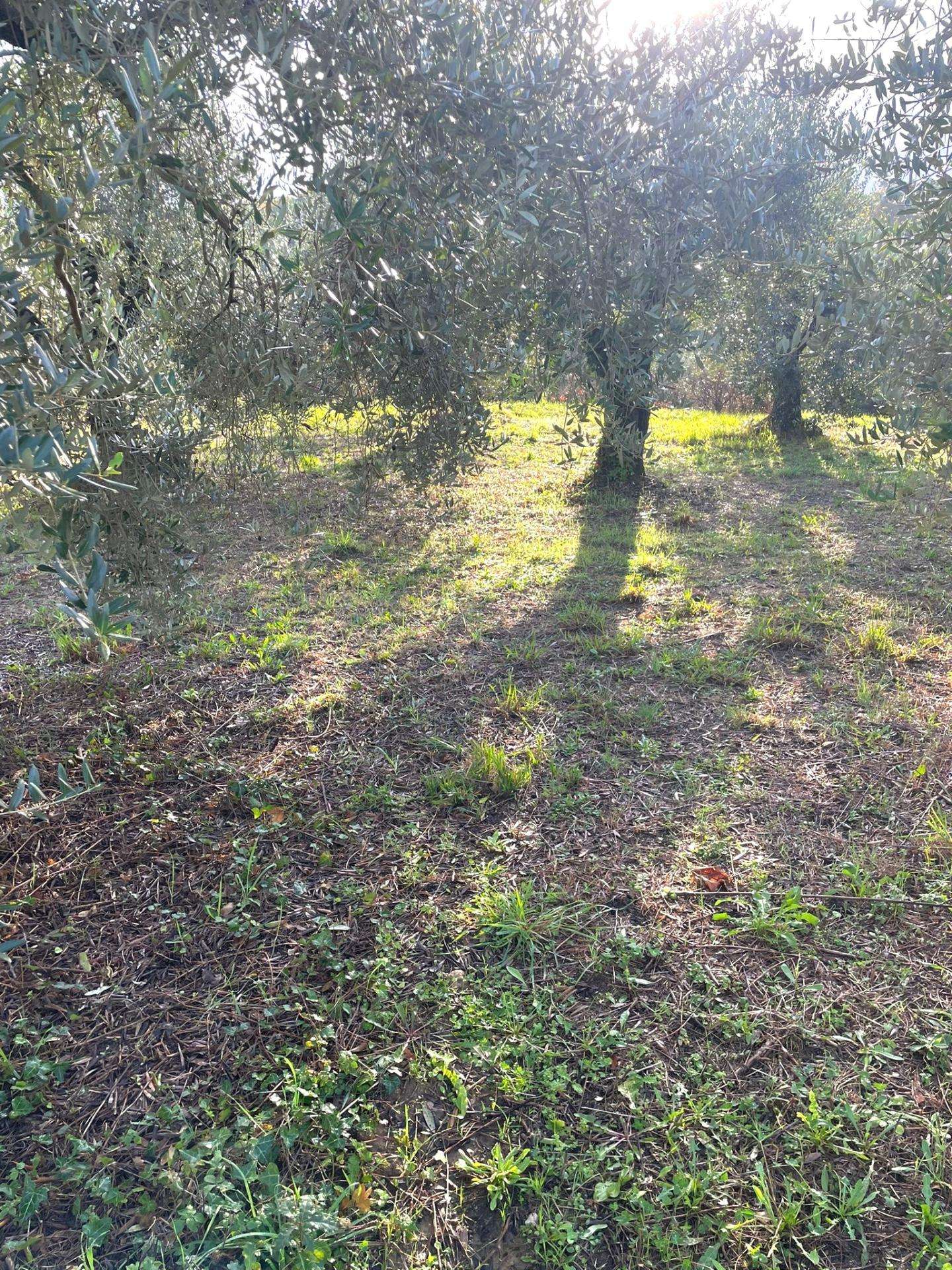 immagine annuncio 5 di 6
