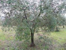 Terreno agricolo in Vendita a Santa Maria a Monte Santa Maria a Monte PI,